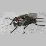 Anthomyia sp - Fliege 04b.jpg